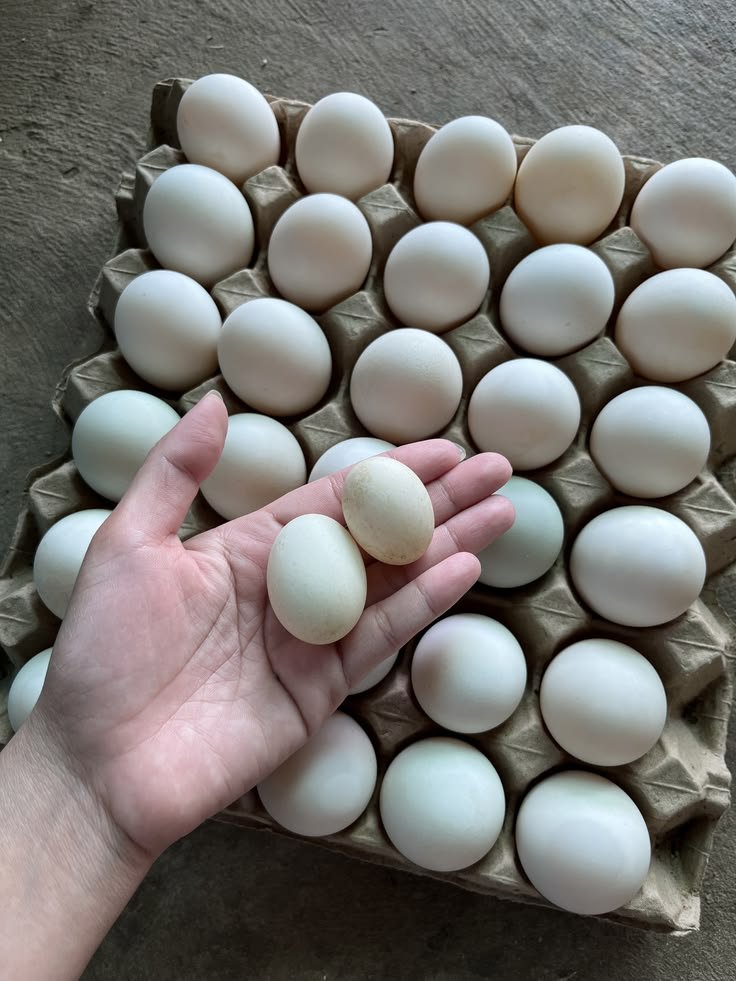 Duck Eggs