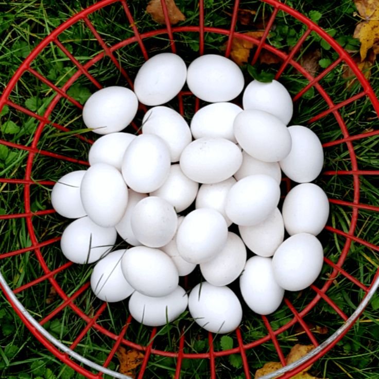 White Shell Eggs