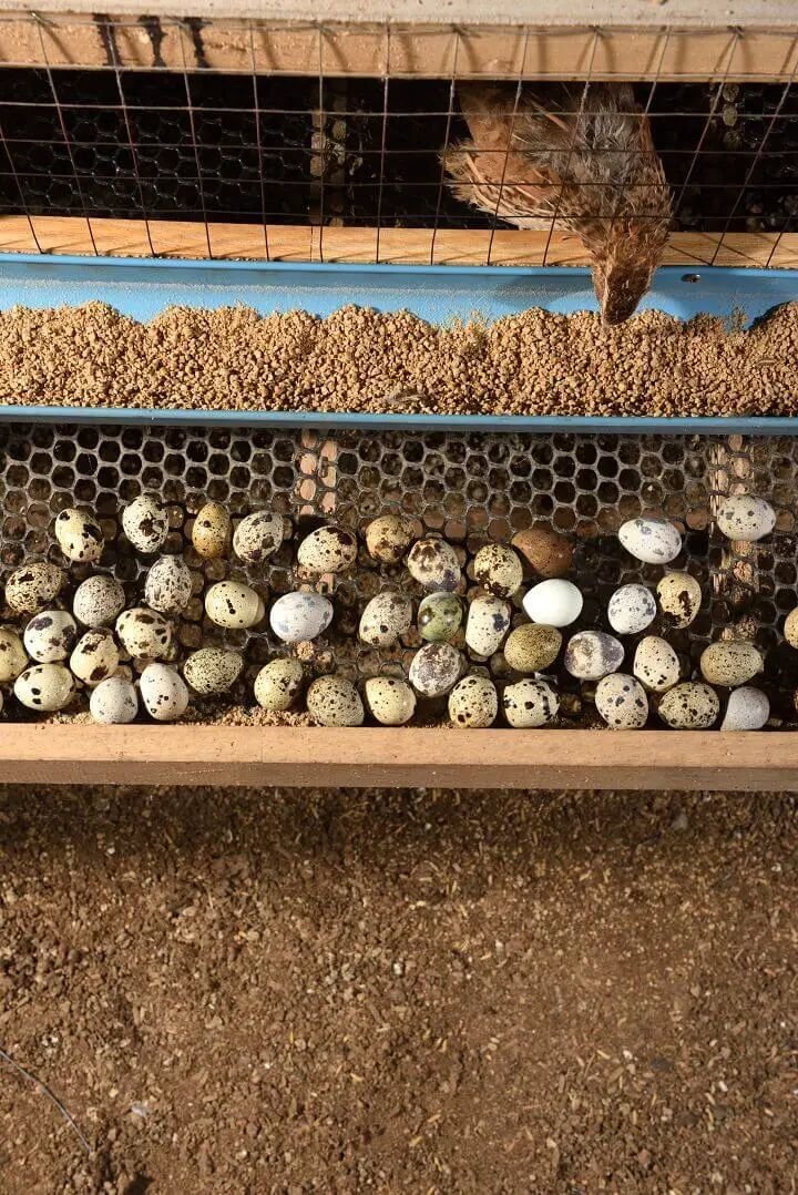 Raising Quail_ A Guide for Beginners