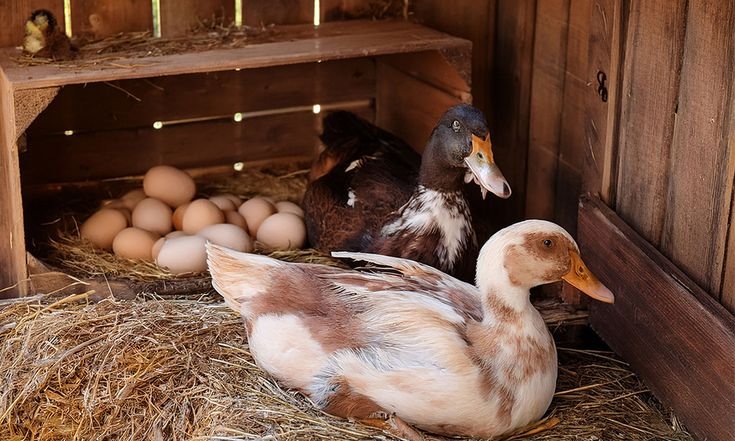 Why Ducks are a Valuable Addition to Egg-Laying Flocks on Large Farms and Homesteads