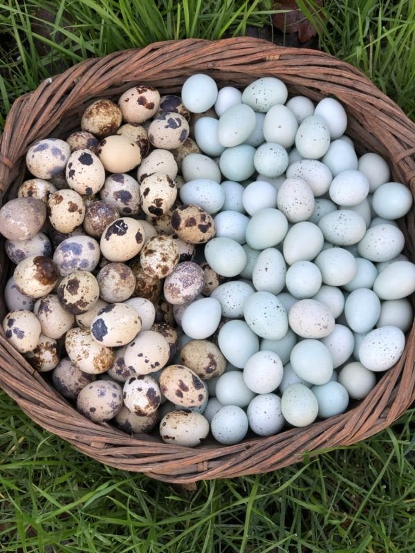 Quail Eggs